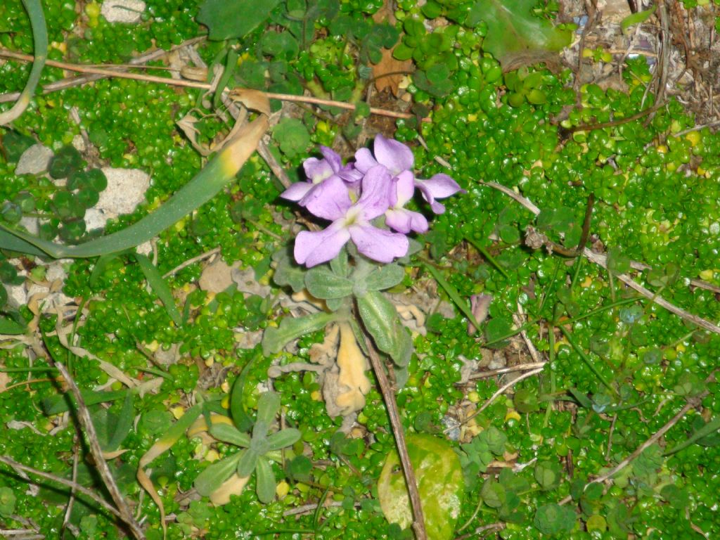 Matthiola sinuata?